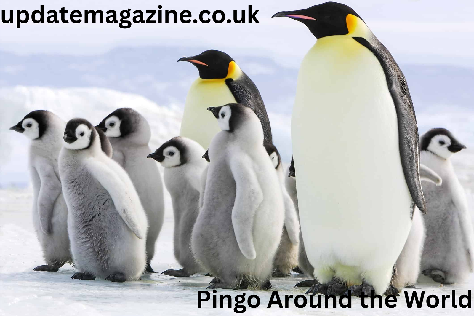Pingo Around the World