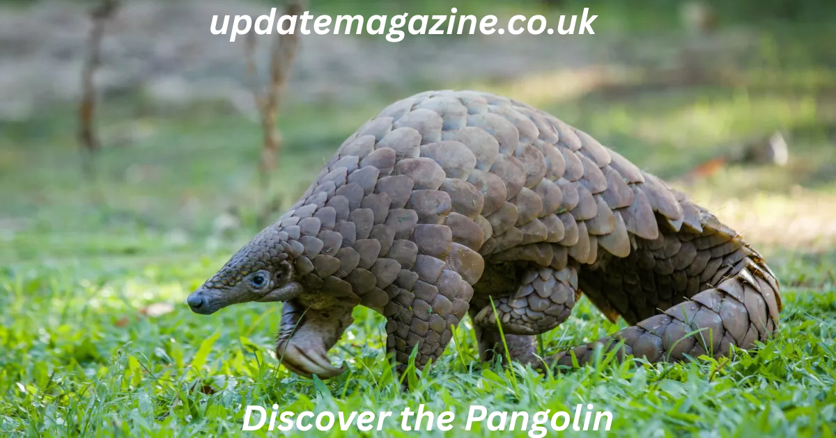 Discover the Pangolin